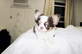 Taquito Teacup 3.5lbs