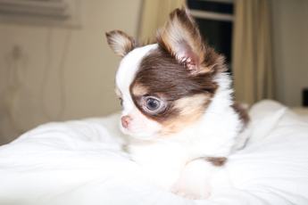 Taquito Teacup 3.5lbs