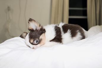 Taquito Teacup 3.5lbs