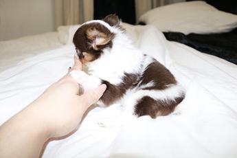 Taquito Teacup 3.5lbs