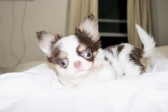 Taquito Teacup 3.5lbs