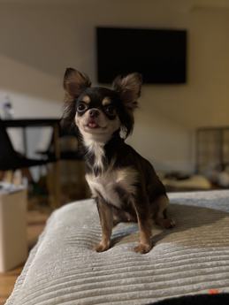 Taquito Teacup 3.5lbs