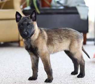 Teagan