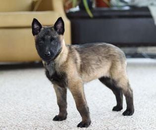 Teagan