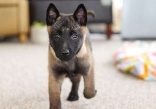 Teagan