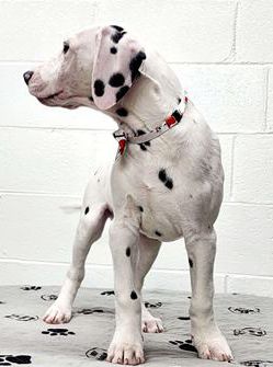 Tino