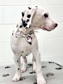 Tino