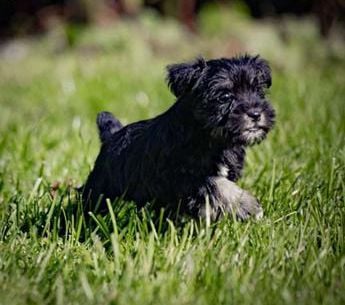 Winnie
