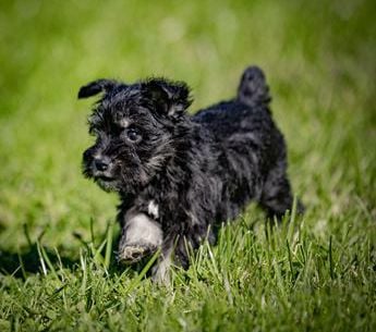 Winnie
