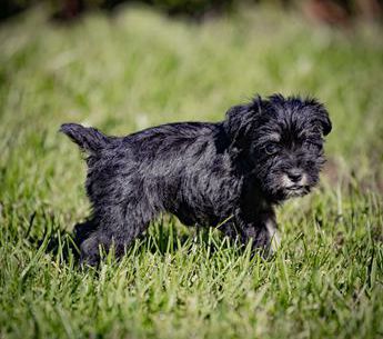 Winnie