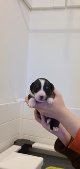 Apollo