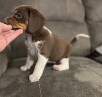 Arlo