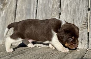 Arlo