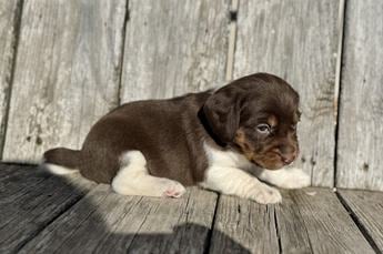 Arlo