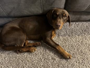 Arlo