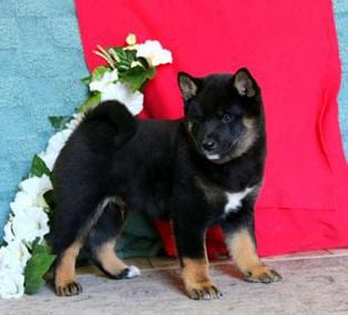 Arnie
