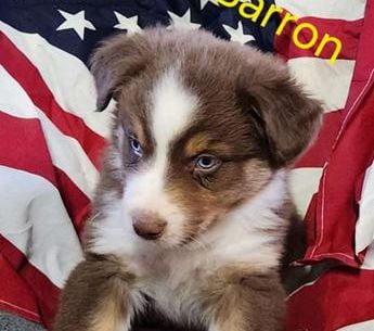 Barron