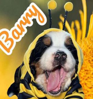 Barry