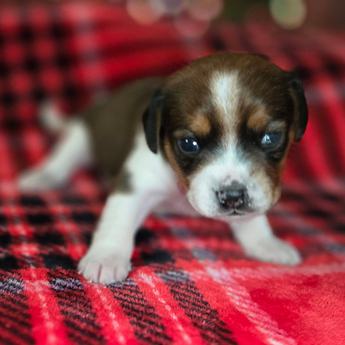 Chestnut Queen Elizabeth Pocket Beagle