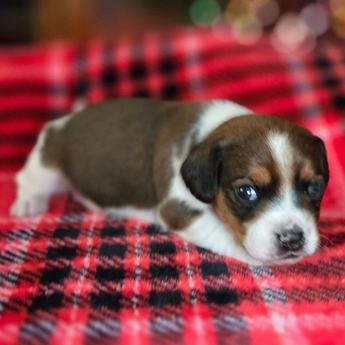 Chestnut Queen Elizabeth Pocket Beagle
