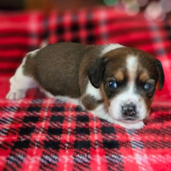 Chestnut Queen Elizabeth Pocket Beagle