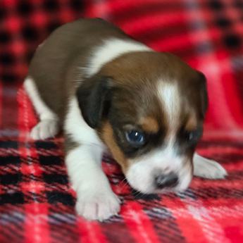 Chestnut Queen Elizabeth Pocket Beagle