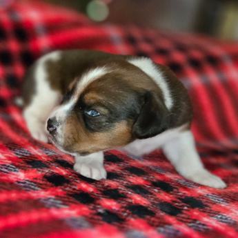 Chestnut Queen Elizabeth Pocket Beagle