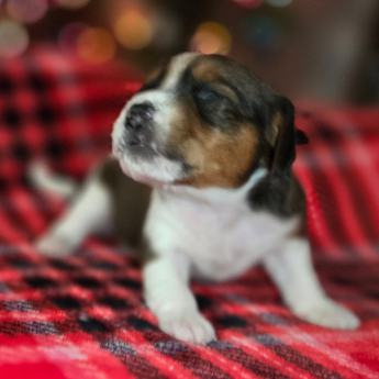 Chestnut Queen Elizabeth Pocket Beagle