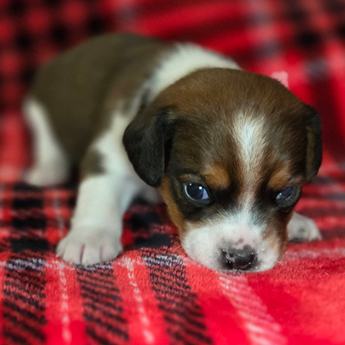 Chestnut Queen Elizabeth Pocket Beagle