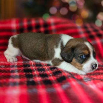 Chestnut Queen Elizabeth Pocket Beagle