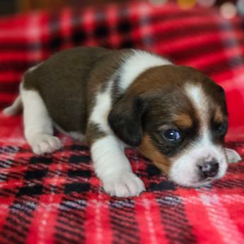 Chestnut Queen Elizabeth Pocket Beagle