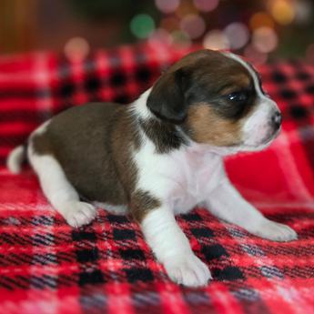 Chestnut Queen Elizabeth Pocket Beagle