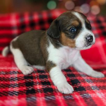 Chestnut Queen Elizabeth Pocket Beagle
