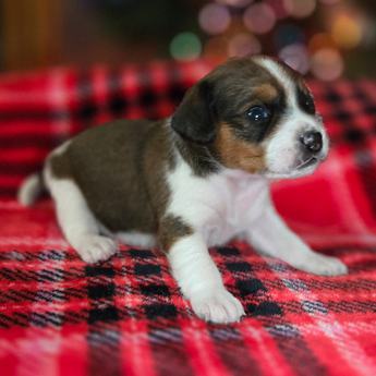 Chestnut Queen Elizabeth Pocket Beagle