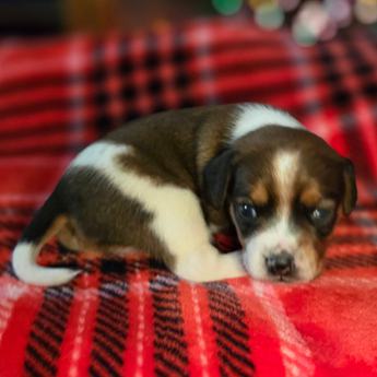 Chestnut Queen Elizabeth Pocket Beagle