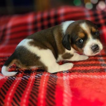 Chestnut Queen Elizabeth Pocket Beagle