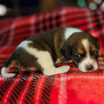 Chestnut Queen Elizabeth Pocket Beagle