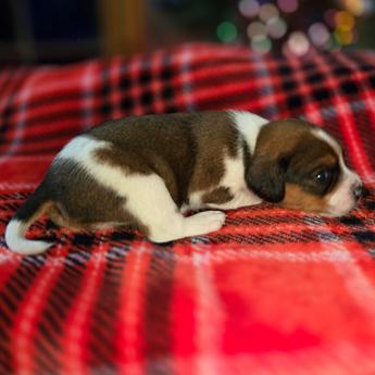 Chestnut Queen Elizabeth Pocket Beagle