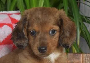 Chex-Mini