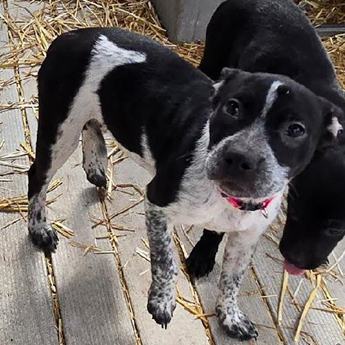 DOTTIE
