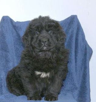 Darcy