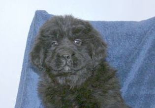 Darcy