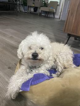 Darla