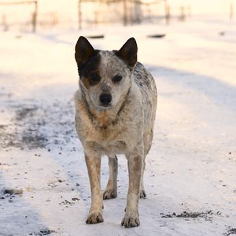 Dixie