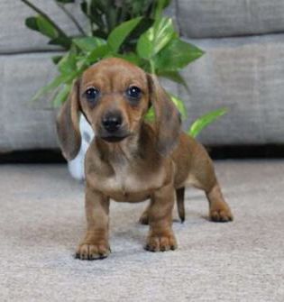 Dottie