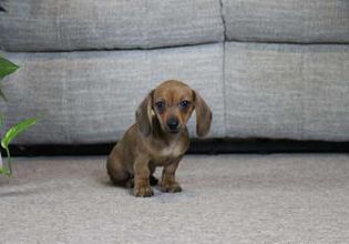 Dottie