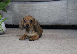 Dottie