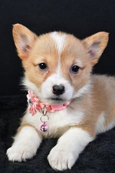 Emmy