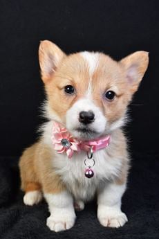Emmy