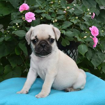 Flossie